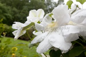gorgeous the copse 34.jpg